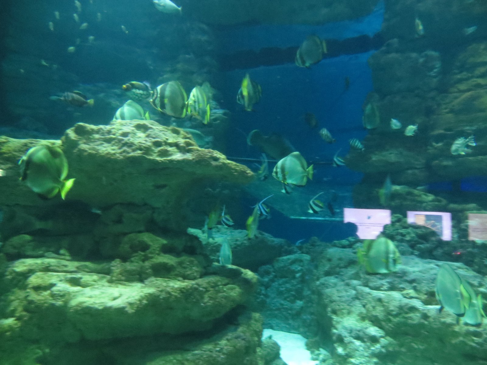 L'aquarium.